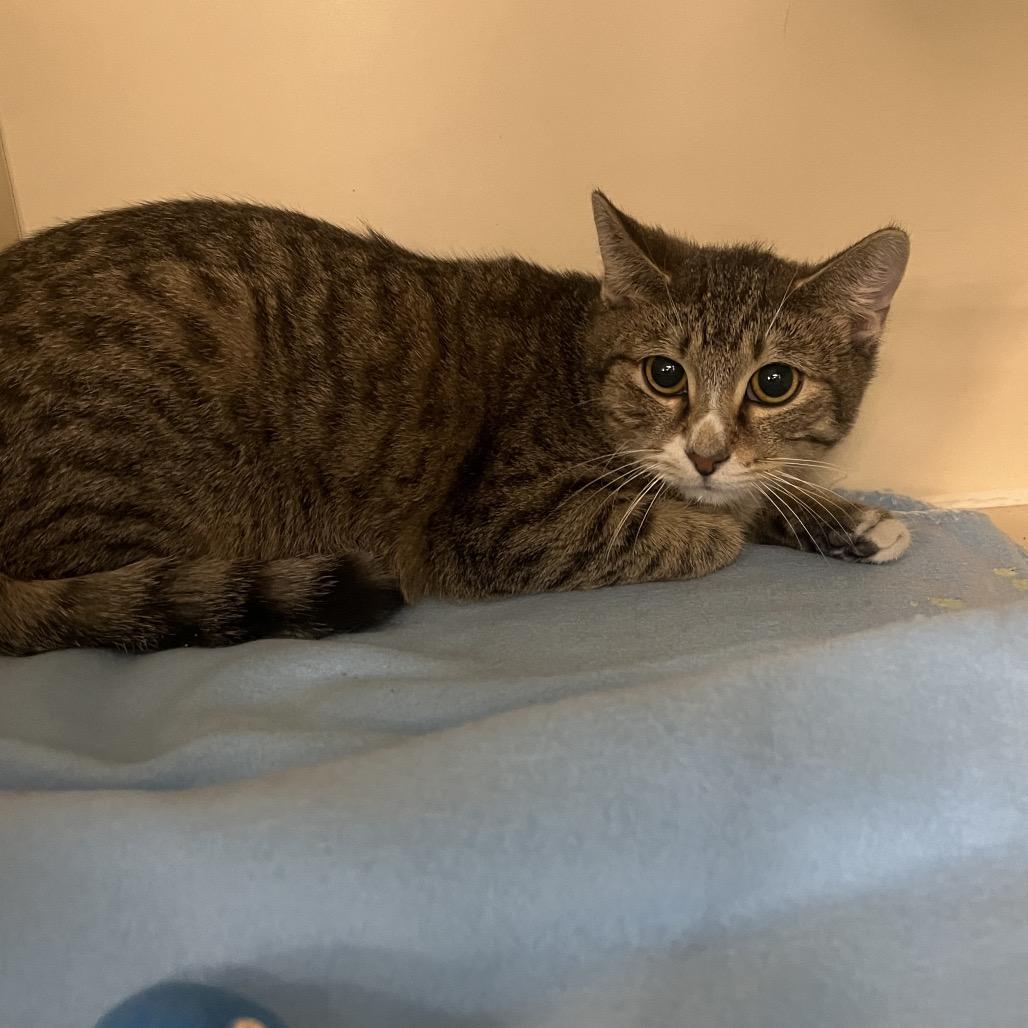 Enlarge Kismet, a Adoptable Domestic Short Hair in Hinsdale, IL image 4/4