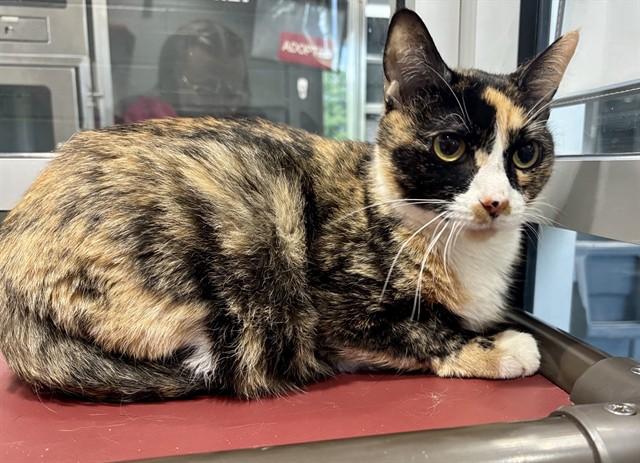 CALLIE, Adoptable, Adult Female Domestic Medium Hair.