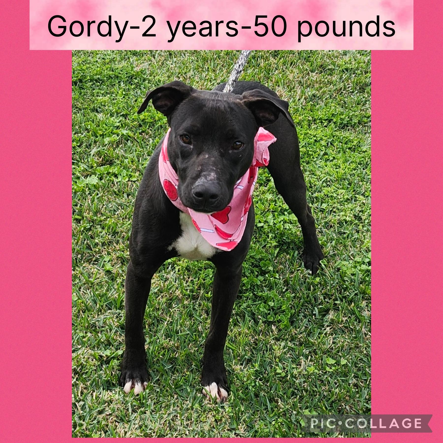 Enlarge Gordy, a ADOPTABLE mixed breed in New Iberia, LA image 1/1