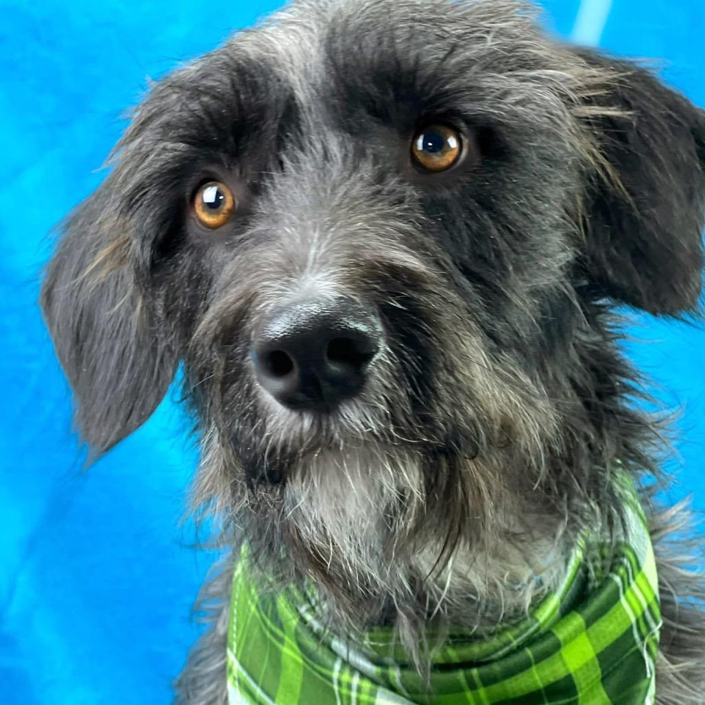 Charlie - the handsome low rider, a Adoptable mixed breed in San Antonio, TX image 2/6