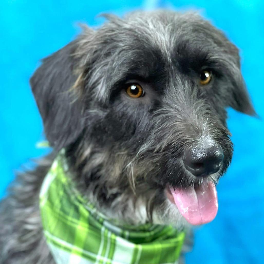 Charlie - the handsome low rider, a Adoptable mixed breed in San Antonio, TX image 5/6