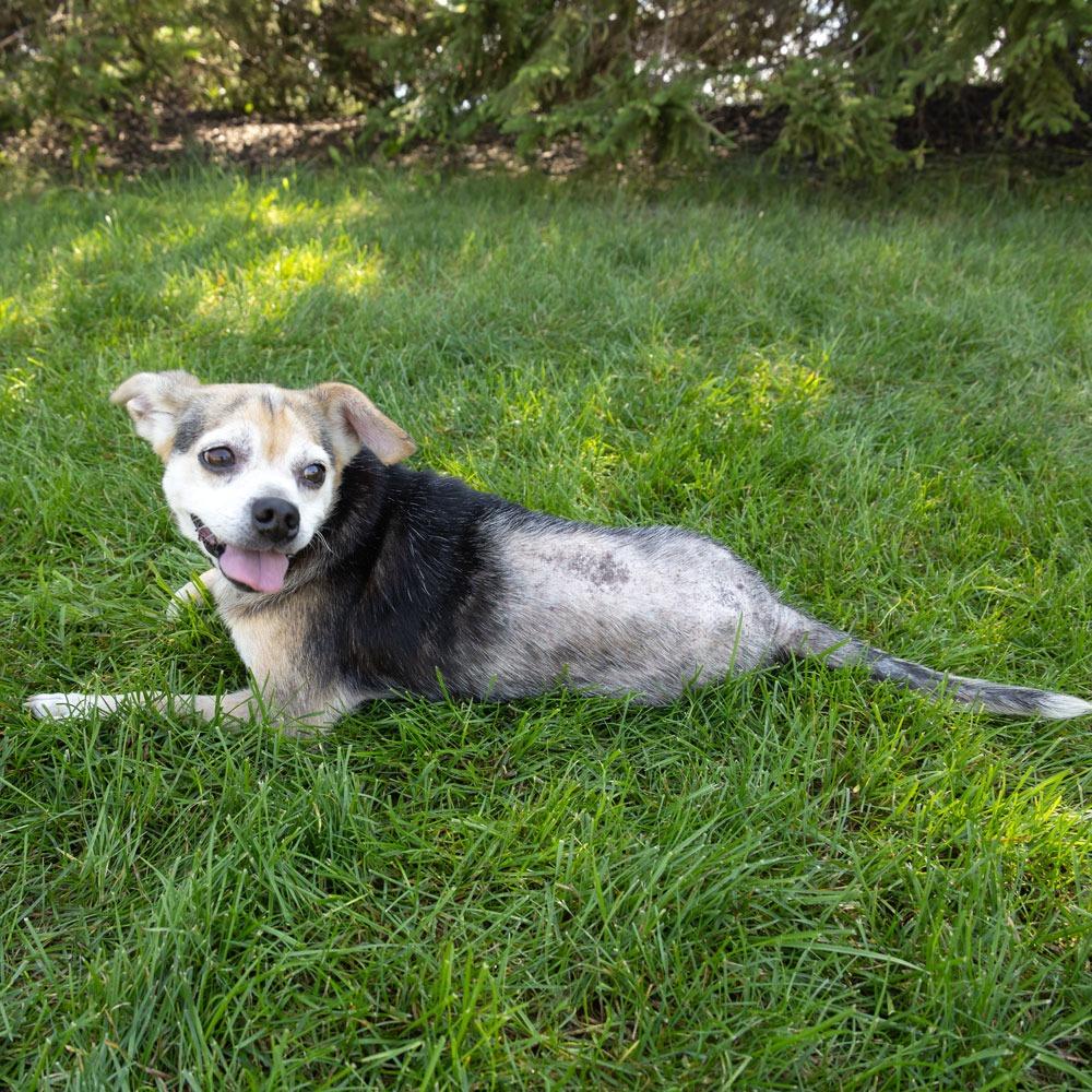 Marley, Adoptable, Senior Female Chihuahua & Pug.