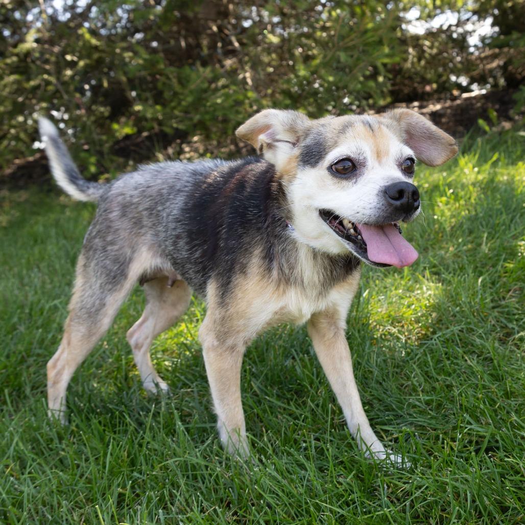 Enlarge Marley, a Adoptable mixed breed in Erie, PA image 2/6