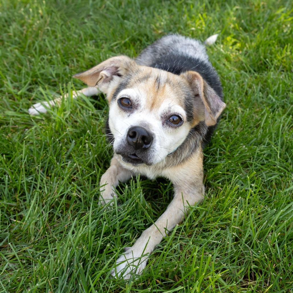 Enlarge Marley, a Adoptable mixed breed in Erie, PA image 3/6