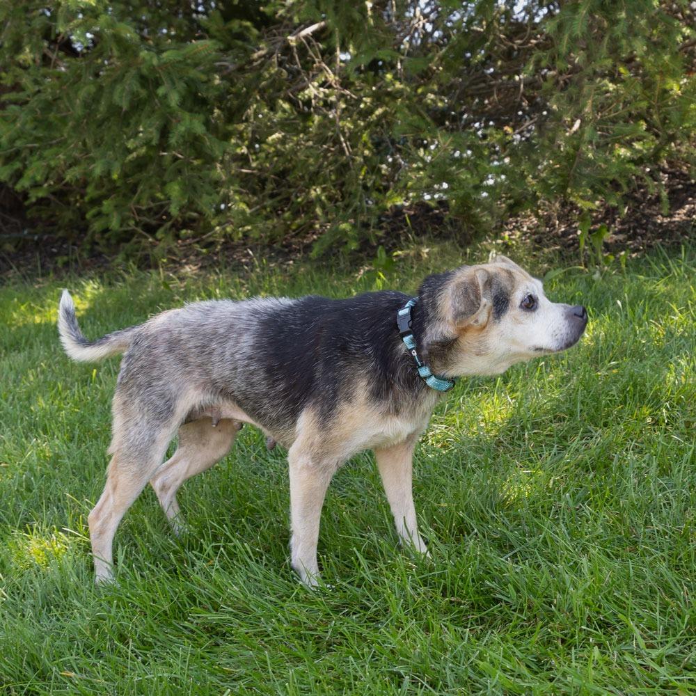 Enlarge Marley, a Adoptable mixed breed in Erie, PA image 4/6