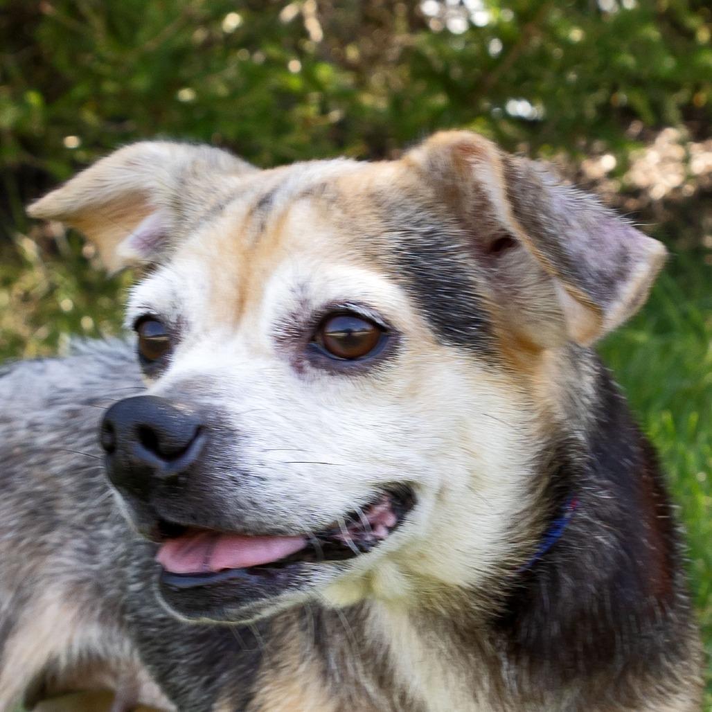 Enlarge Marley, a Adoptable mixed breed in Erie, PA image 5/6