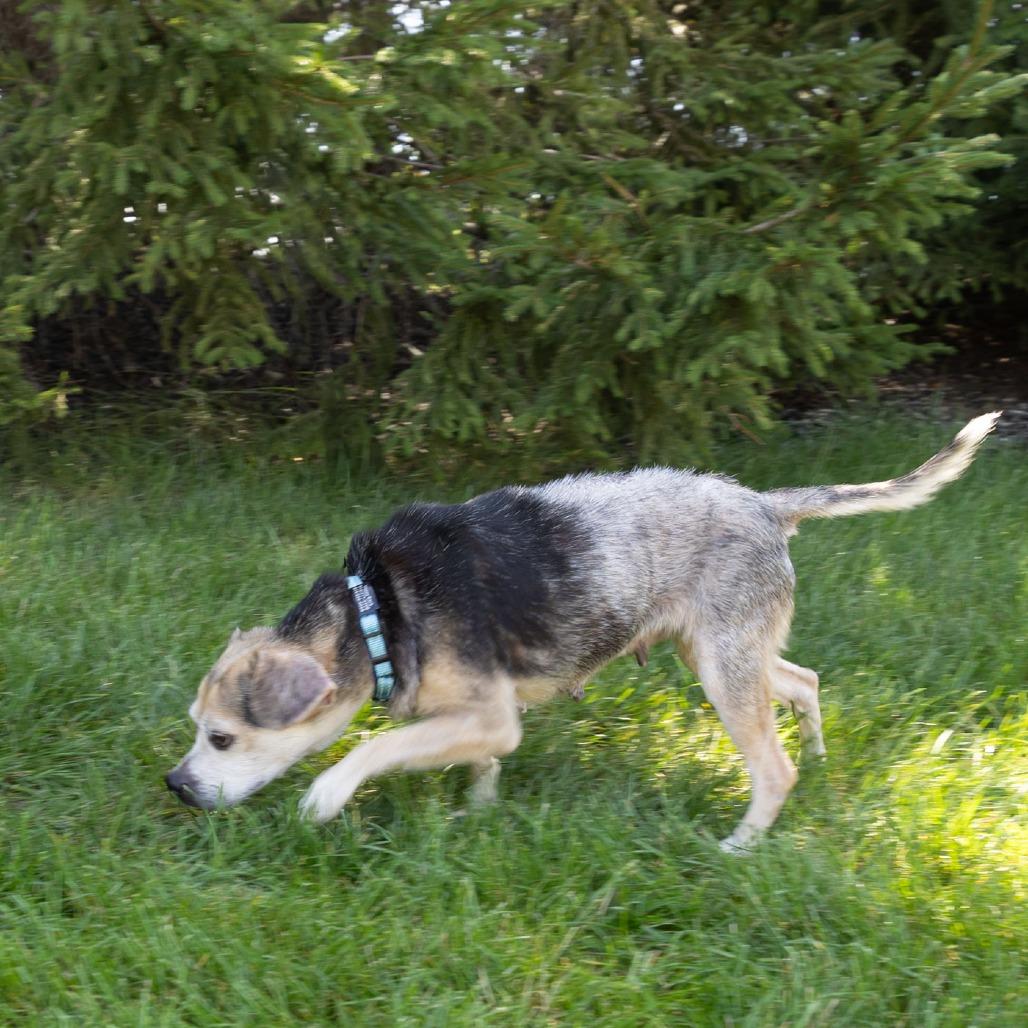 Enlarge Marley, a Adoptable mixed breed in Erie, PA image 6/6