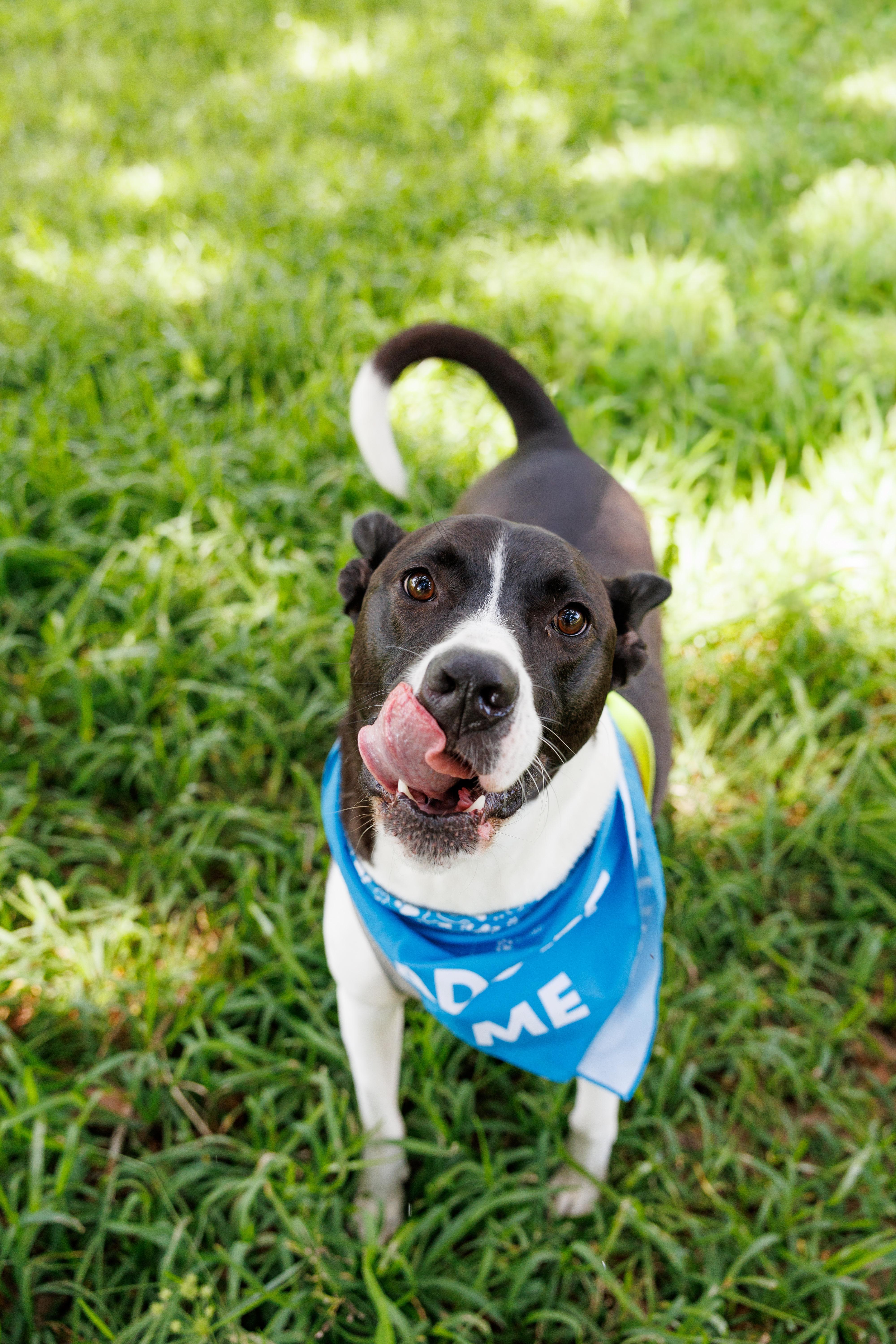 Banjo, a Adoptable mixed breed in Biloxi , MS image 2/6