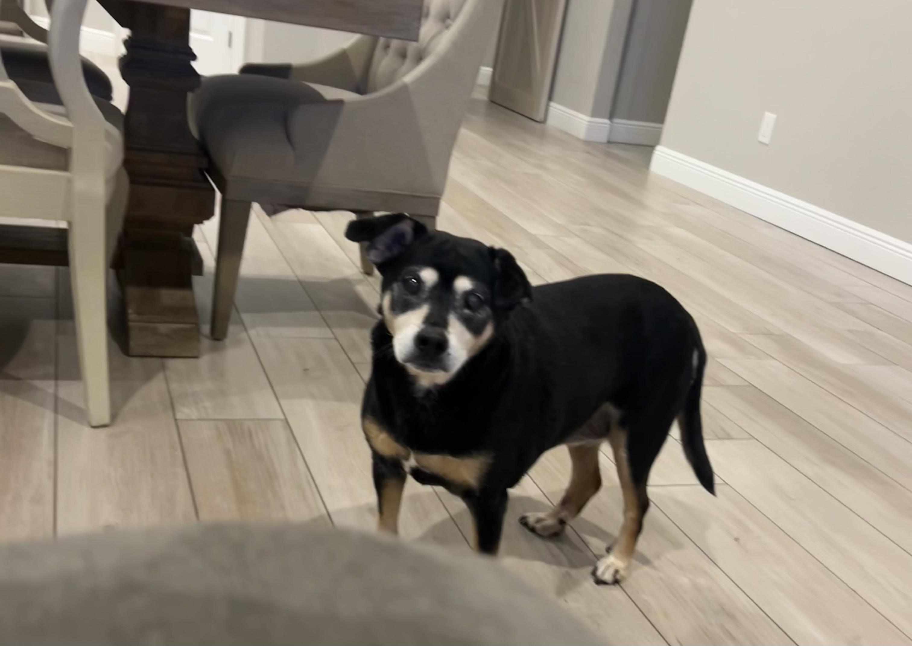 Willa , ADOPTABLE, Senior Female Pit Bull Terrier & Poodle.