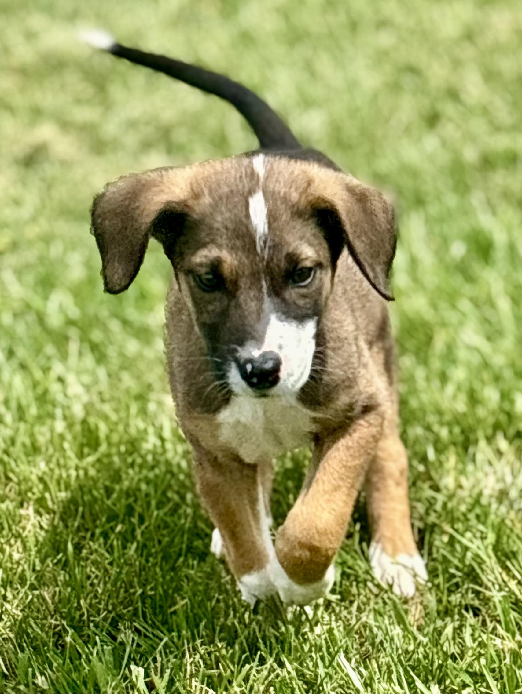 Enlarge Lux, an adopted Mixed Breed in Franklin, KY image 1/3