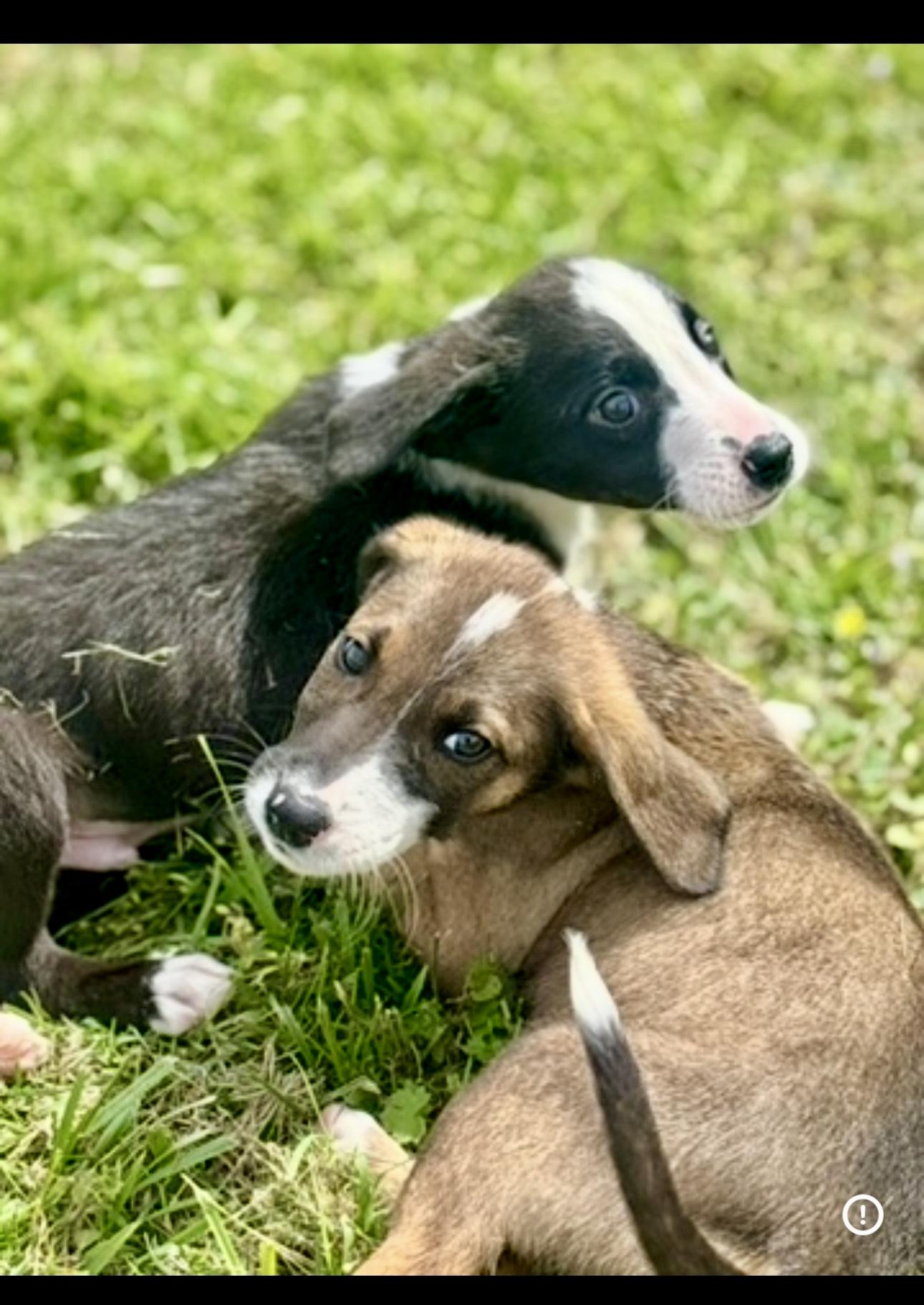 Enlarge Lux, an adopted Mixed Breed in Franklin, KY image 3/3