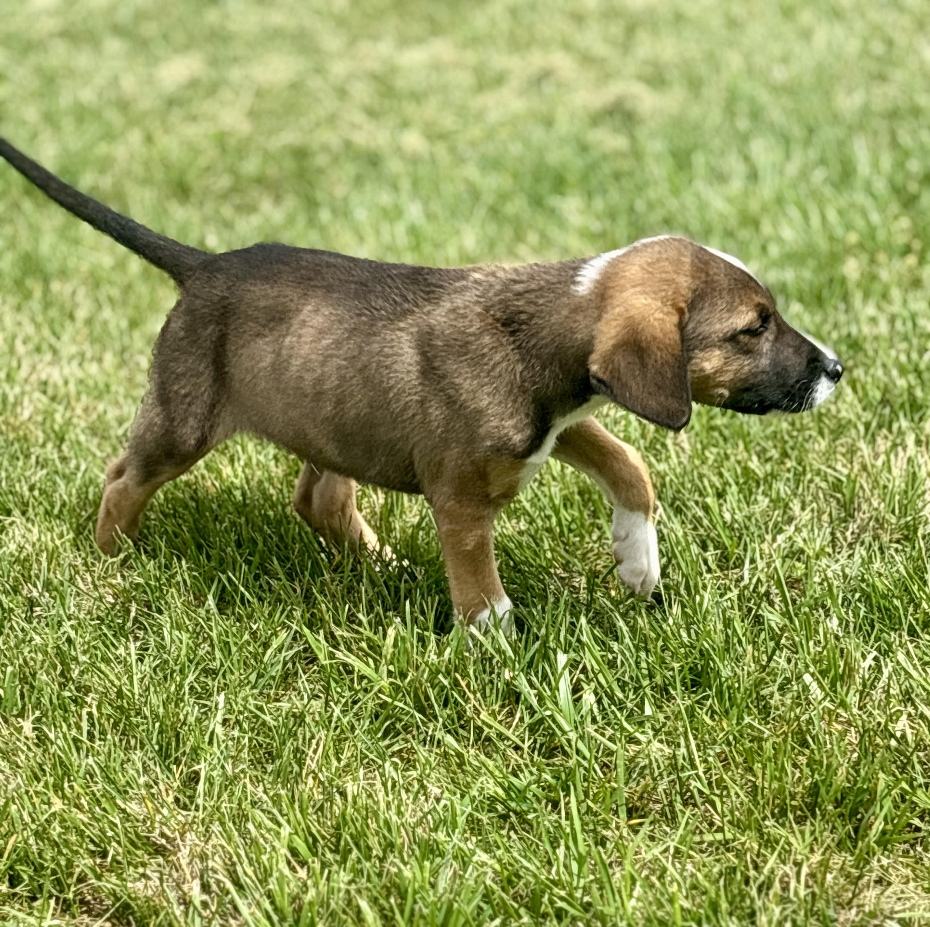 Enlarge Lux, an adopted Mixed Breed in Franklin, KY image 2/3