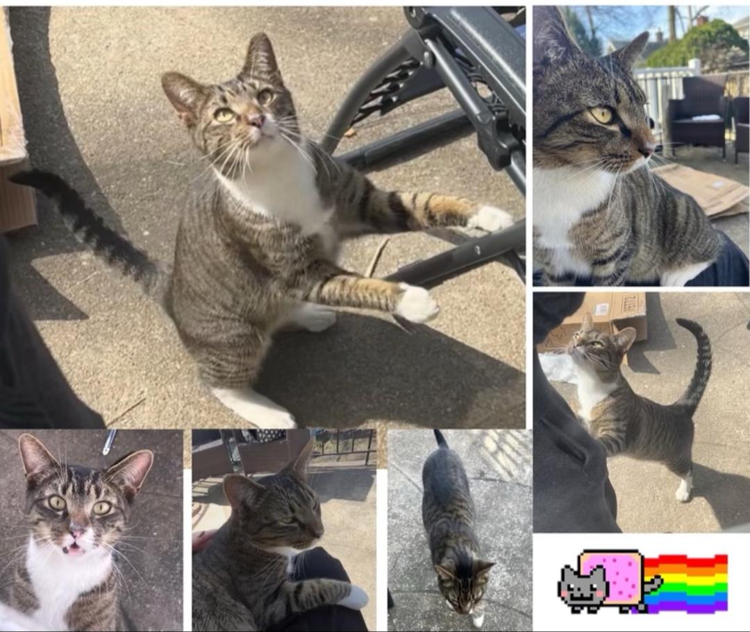 Enlarge Solo, a ADOPTABLE Domestic Short Hair in brooklyn, NY image 1/1