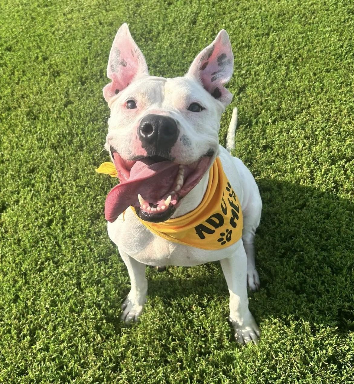 Enlarge Maya, a Adoptable American Staffordshire Terrier in Macomb, IL image 1/4
