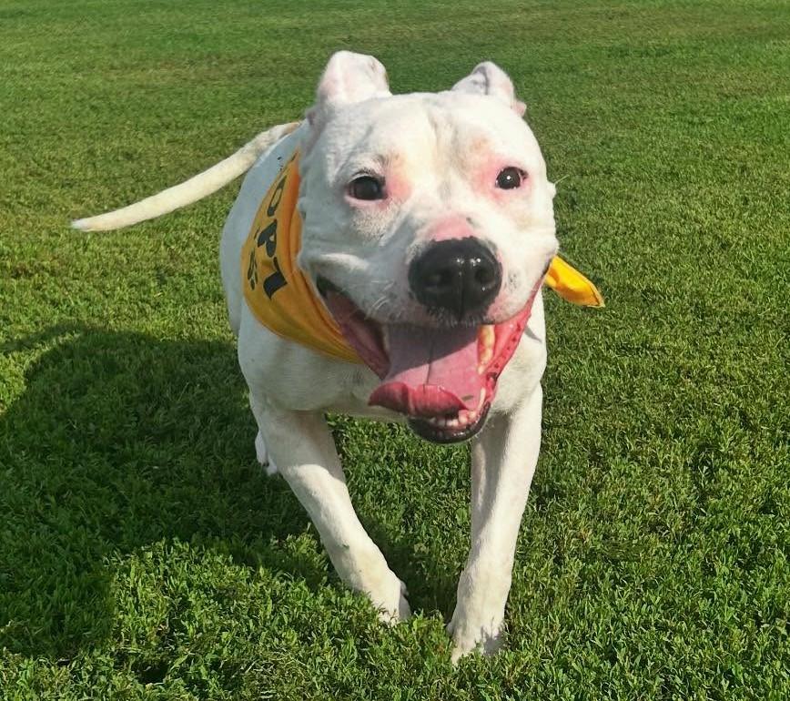 Enlarge Maya, a Adoptable American Staffordshire Terrier in Macomb, IL image 4/4