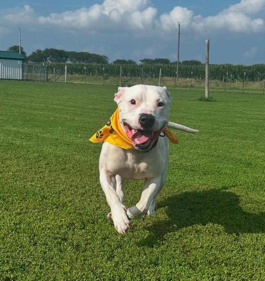 Enlarge Maya, a Adoptable American Staffordshire Terrier in Macomb, IL image 2/4