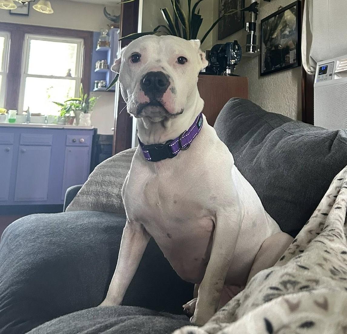 Enlarge Maya, a Adoptable American Staffordshire Terrier in Macomb, IL image 3/4