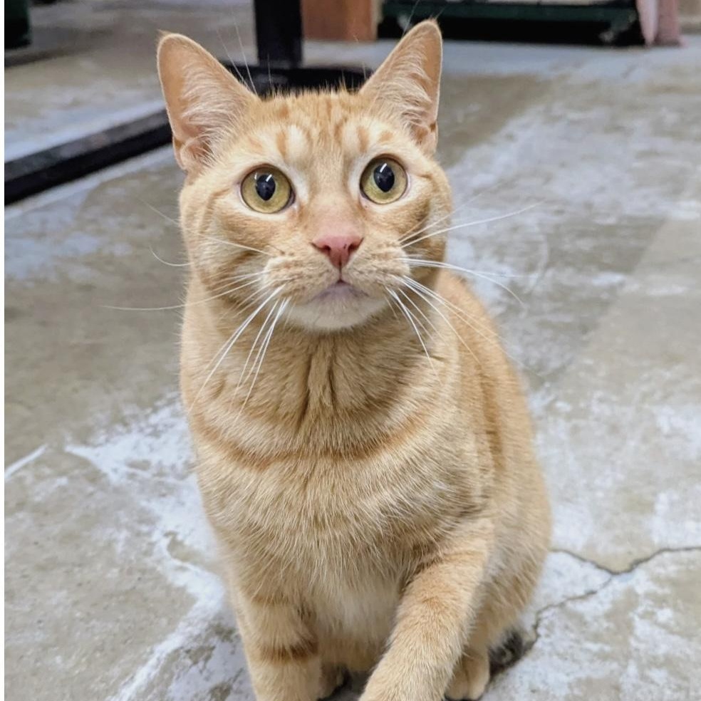 GARFELIA, adoptable, Adult Female Domestic Short Hair.