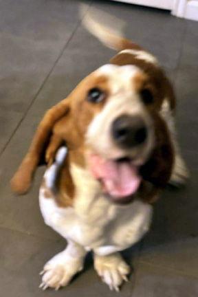 BOBBY - ADOPTION PENDING!