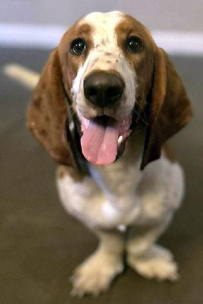 BOBBY - ADOPTION PENDING! — thumbnail 2