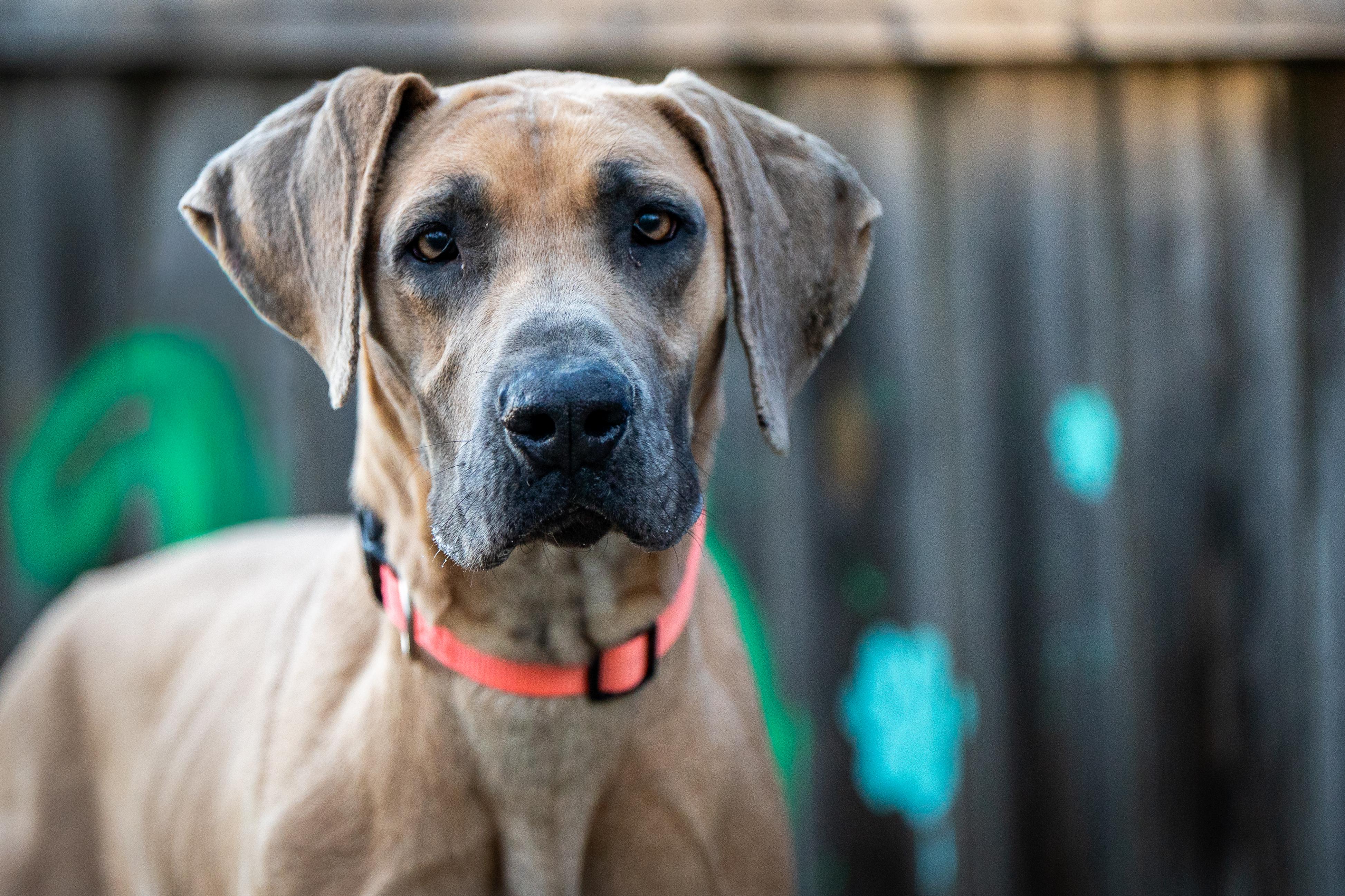 Nessie, an adoptable Great Dane in Red Wing, MN image 1/3