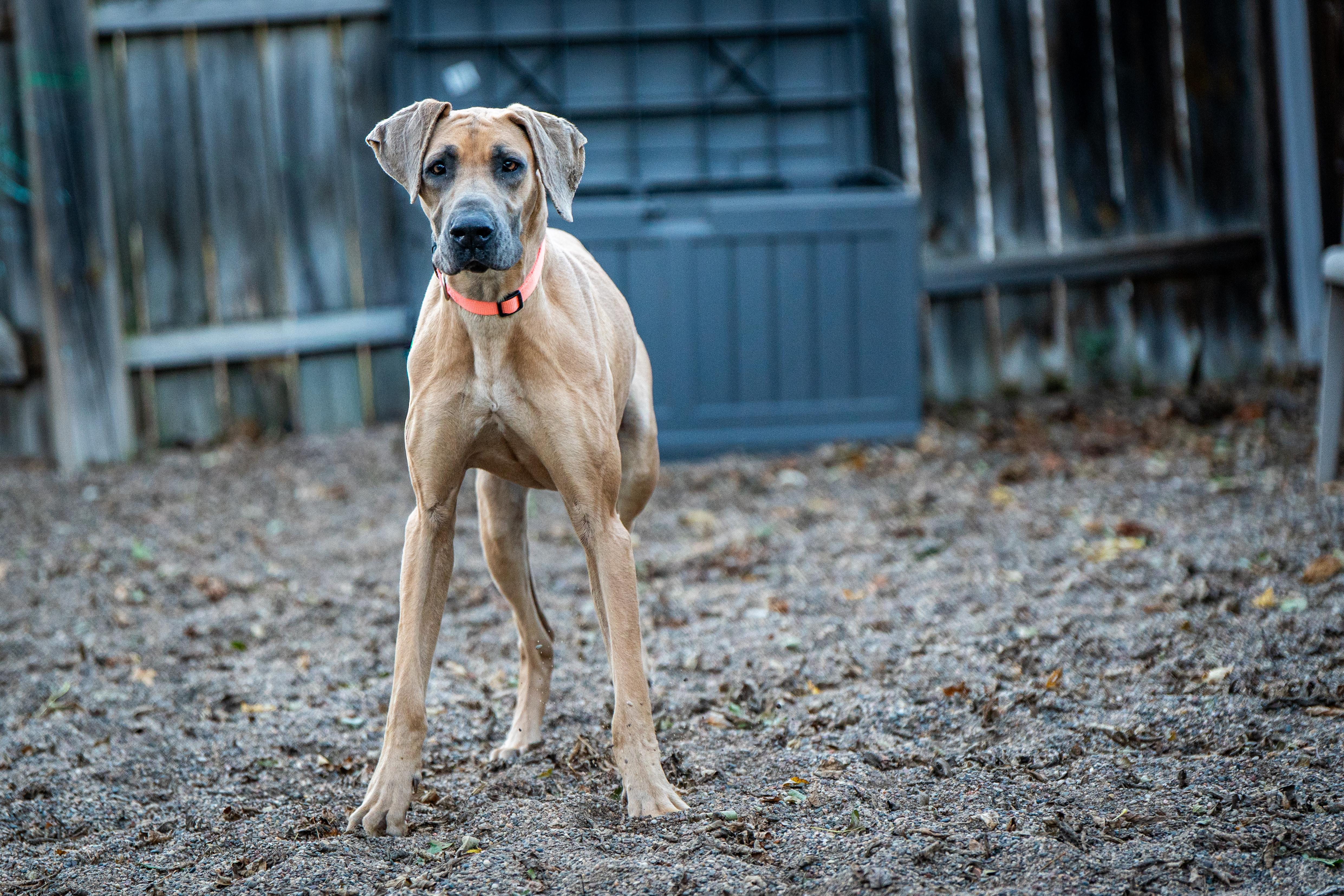 Nessie, an adoptable Great Dane in Red Wing, MN image 2/3