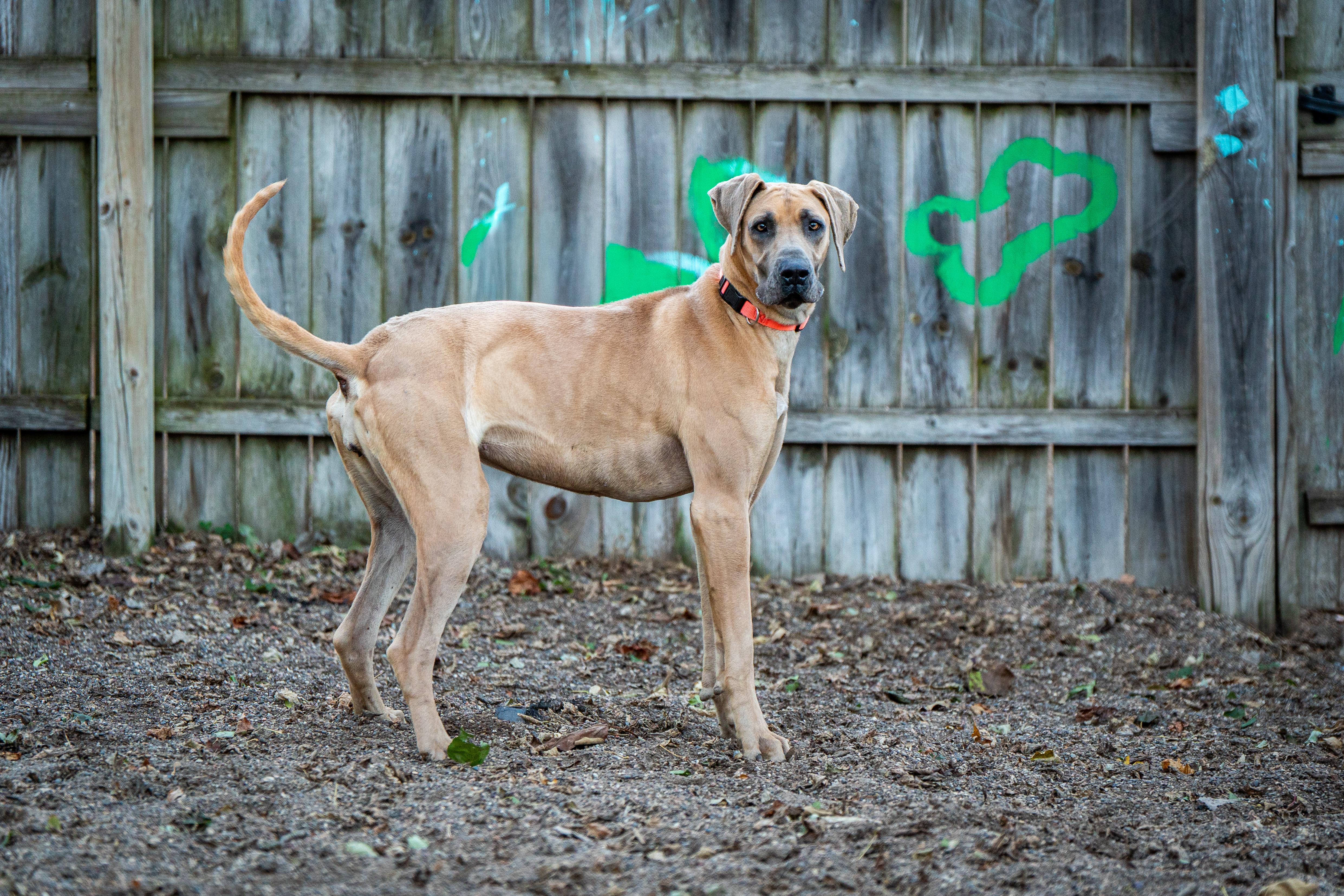 Nessie, an adoptable Great Dane in Red Wing, MN image 3/3