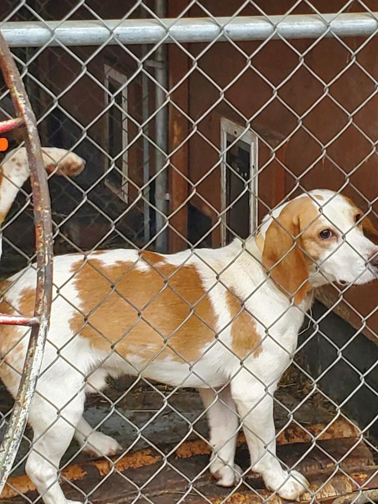 Doc Holiday **COURTESY LISTING**, a Adoptable Beagle in Peru, NY image 1/3
