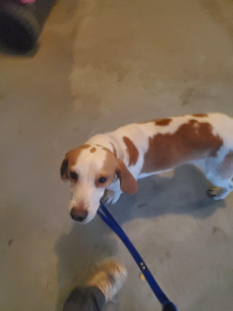 Doc Holiday **COURTESY LISTING**, a Adoptable Beagle in Peru, NY image 2/3