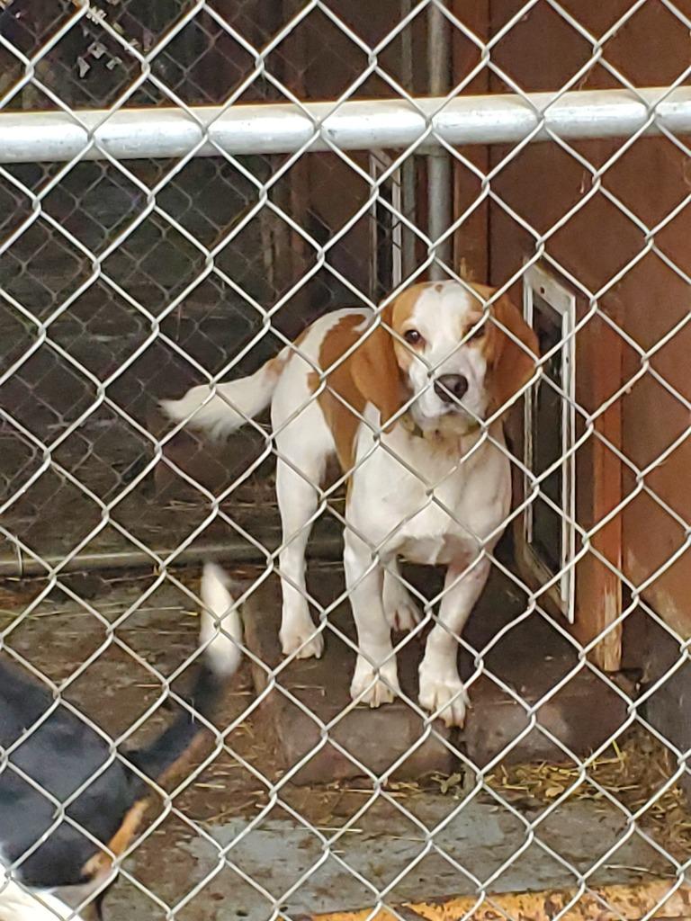 Doc Holiday **COURTESY LISTING**, a Adoptable Beagle in Peru, NY image 3/3