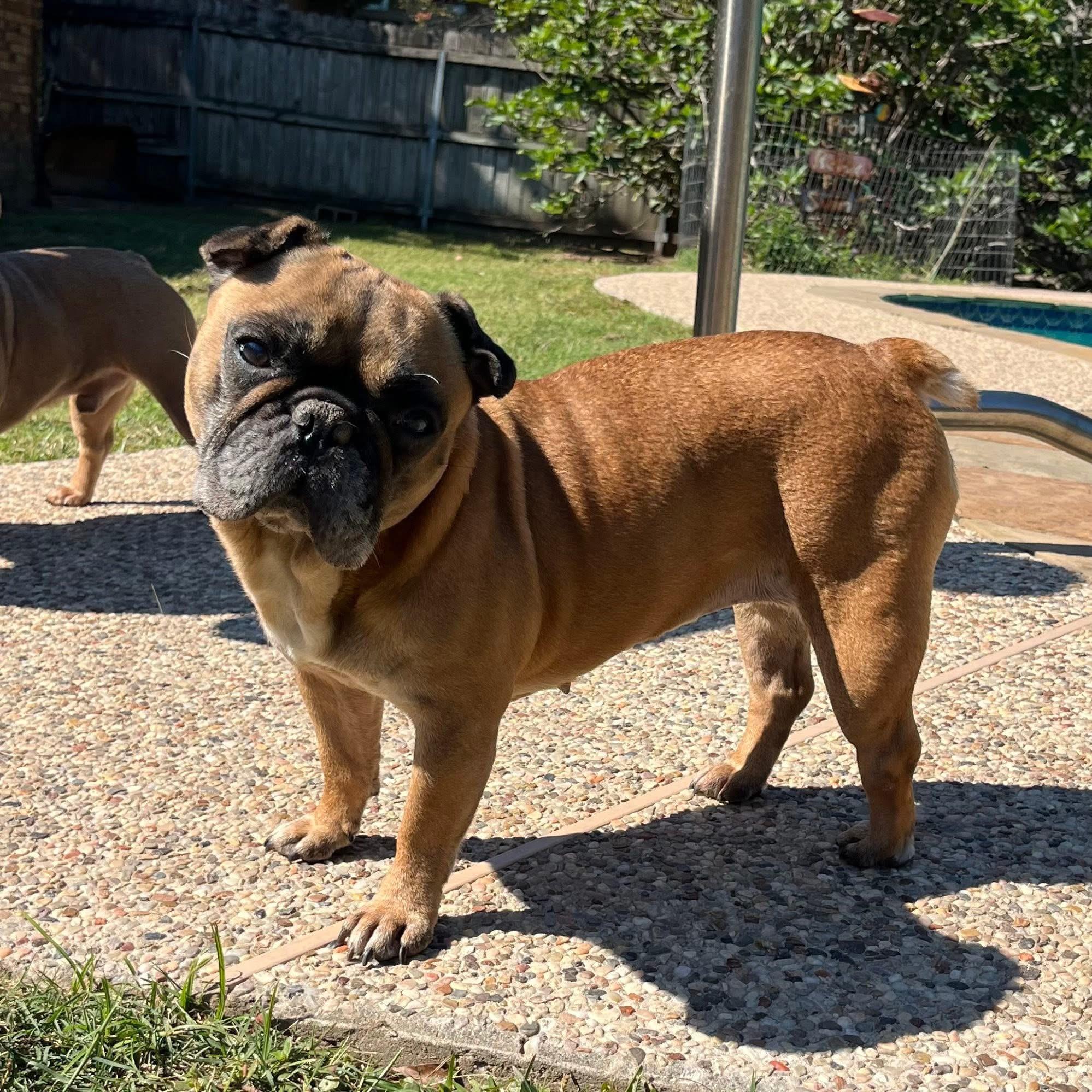 Enlarge Weezie, a ADOPTABLE mixed breed in Madison Heights, MI image 1/5