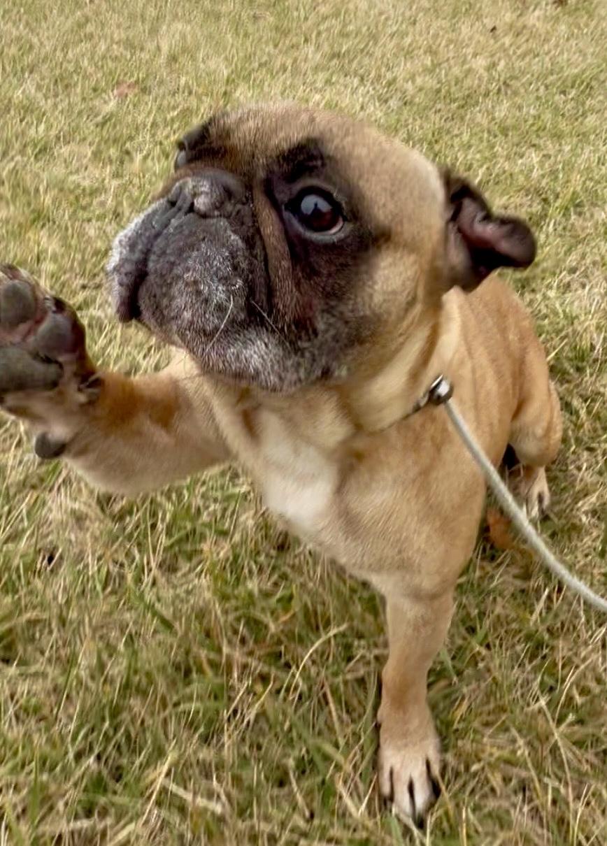 Enlarge Weezie, a ADOPTABLE mixed breed in Madison Heights, MI image 2/5