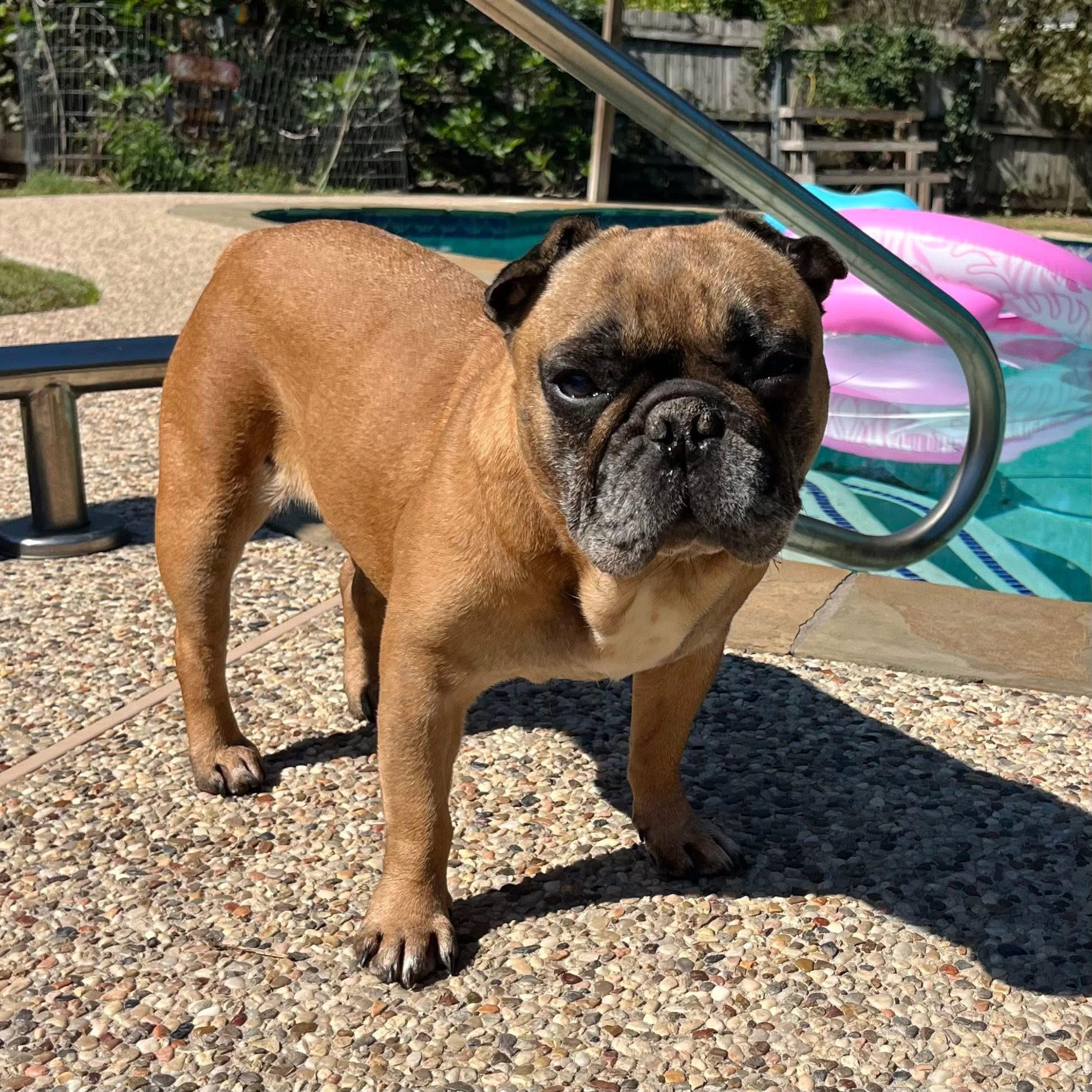 Enlarge Weezie, a ADOPTABLE mixed breed in Madison Heights, MI image 3/5