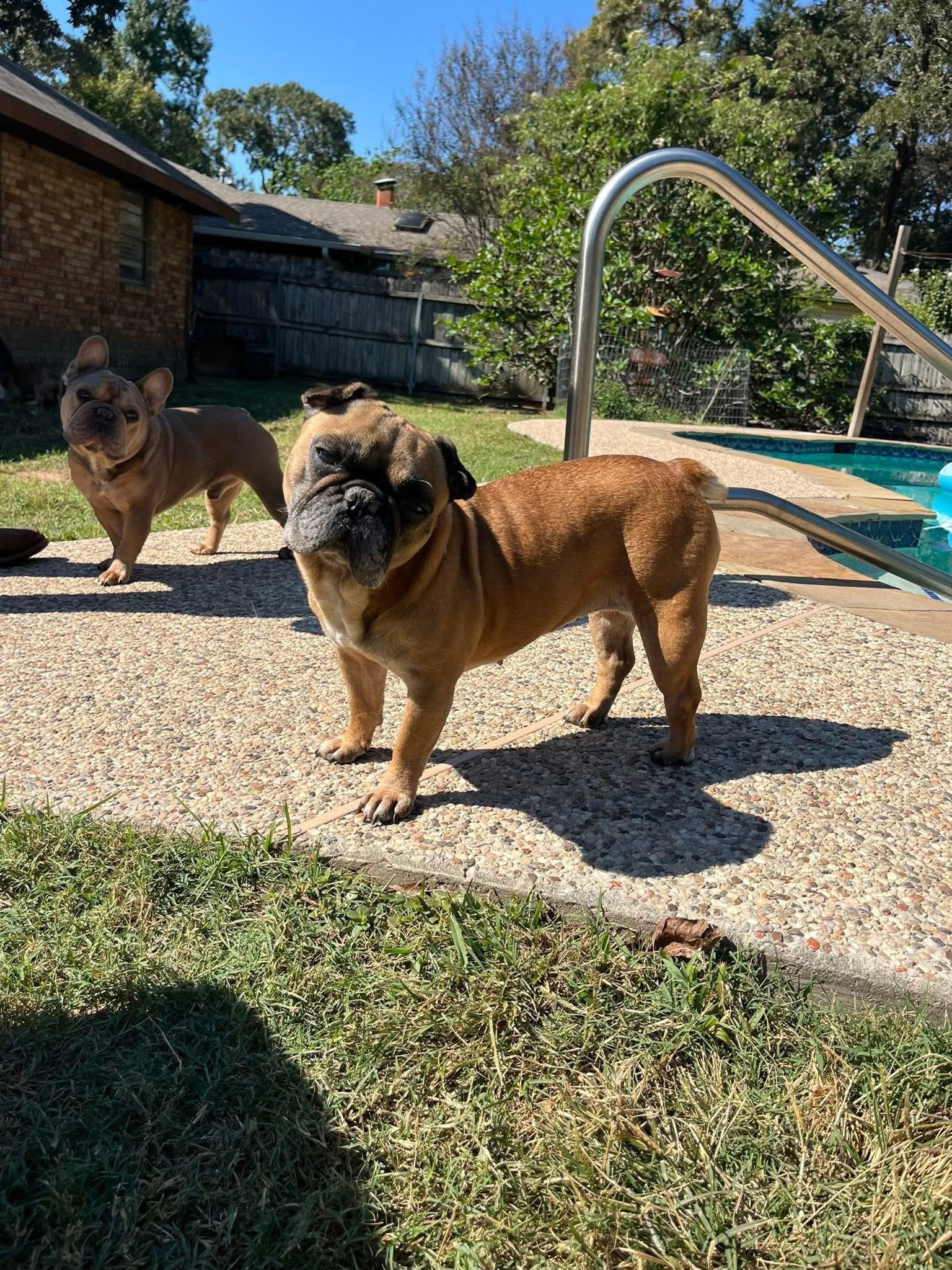 Enlarge Weezie, a ADOPTABLE mixed breed in Madison Heights, MI image 4/5