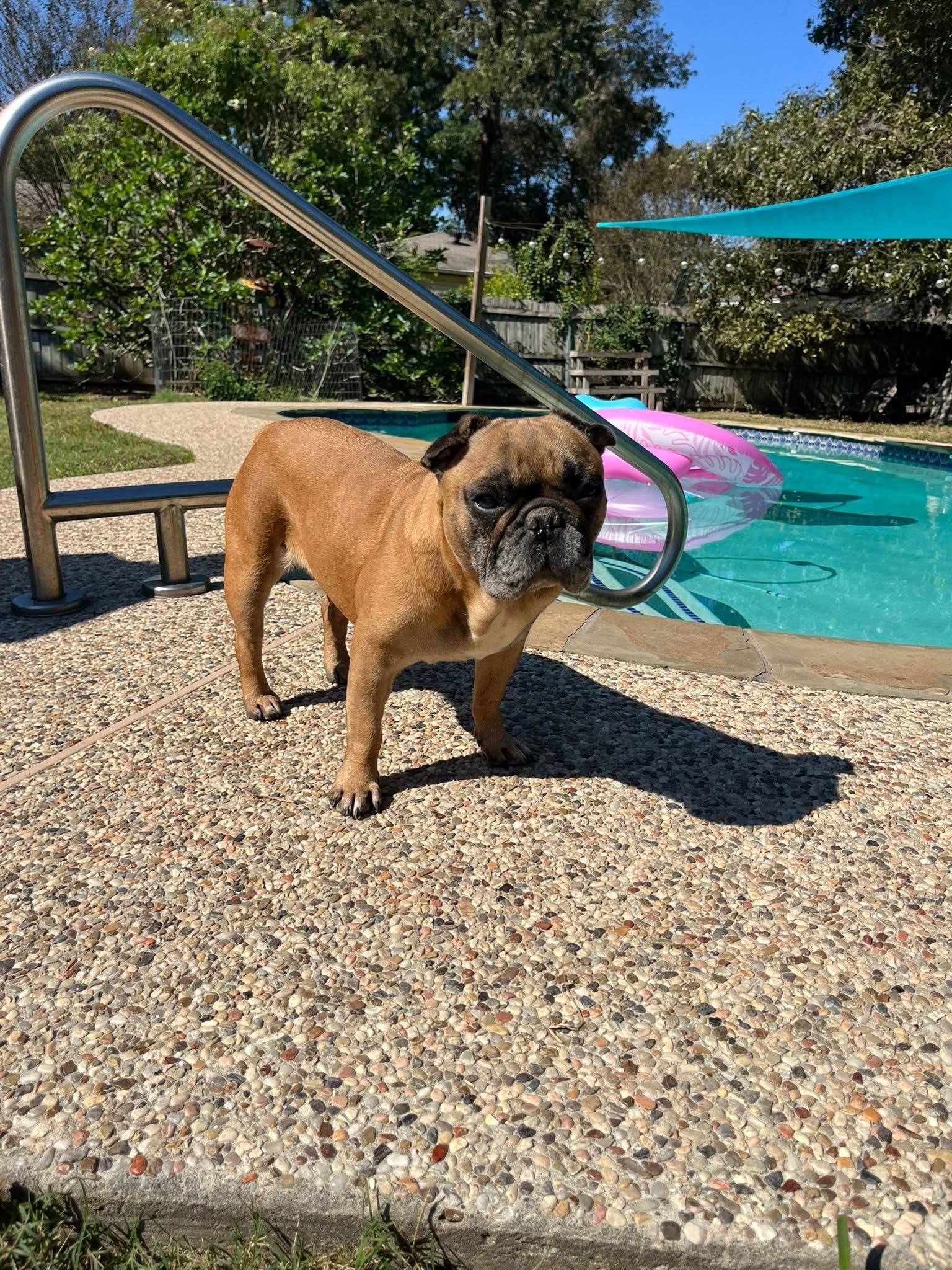 Enlarge Weezie, a ADOPTABLE mixed breed in Madison Heights, MI image 5/5