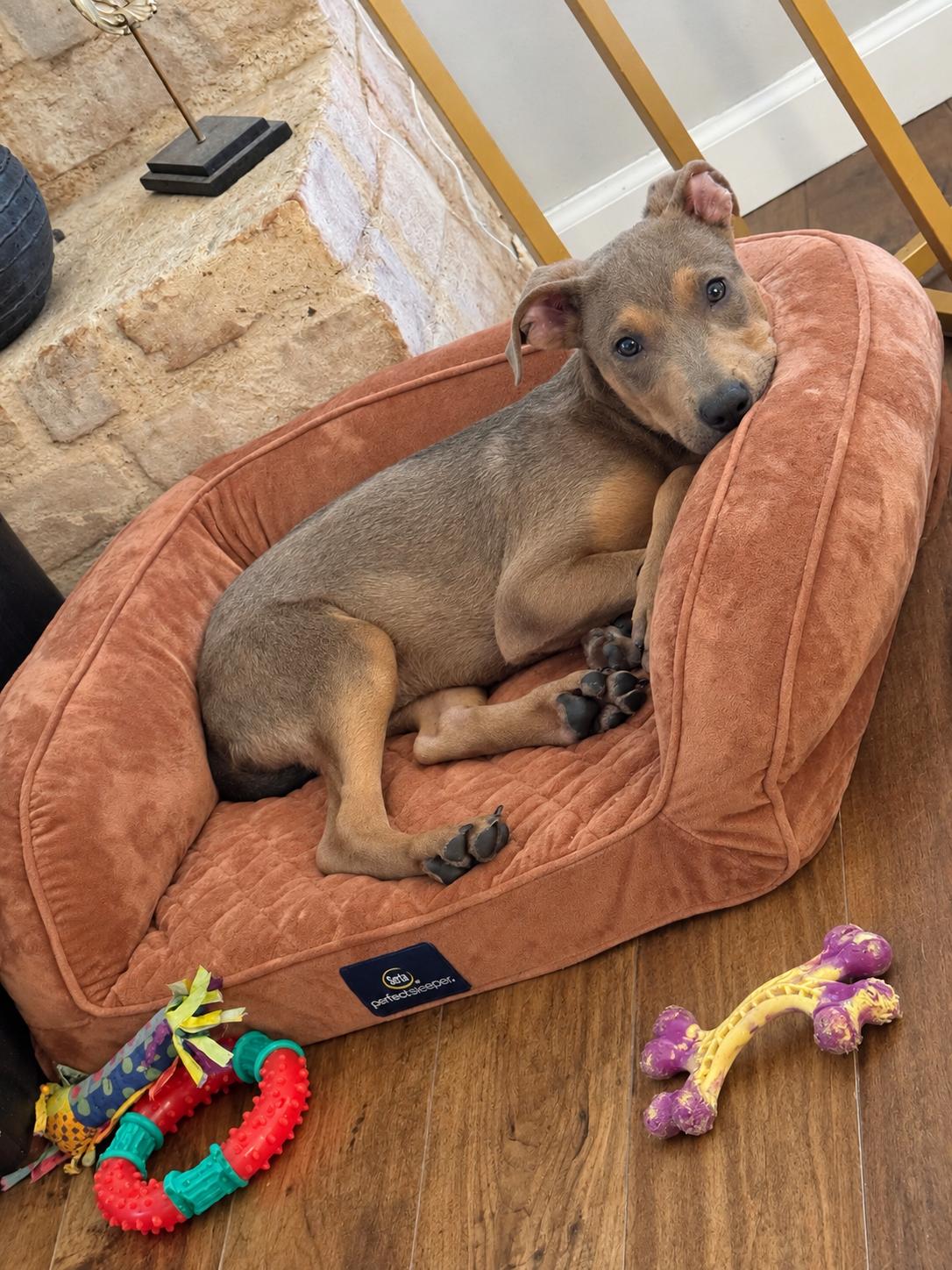 Enlarge Benny, a Adoptable mixed breed in Nashua, NH image 3/6