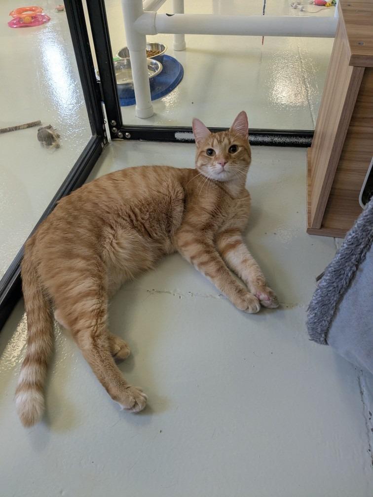Cheese, Adopted, Adult Male Domestic Short Hair.
