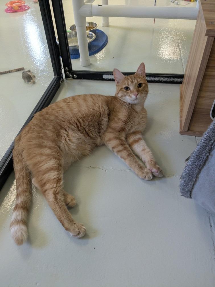 Enlarge Cheese, a Adopted mixed breed in Blountville, TN image 5/5