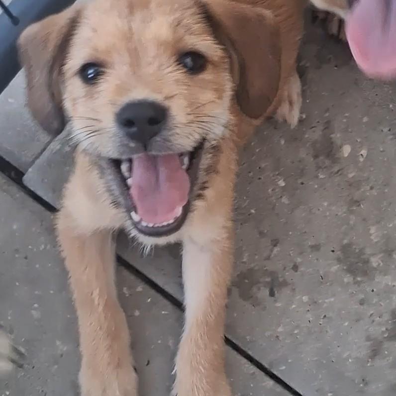 Enlarge Wally, a Adoptable mixed breed in Maple Shade, NJ image 2/3