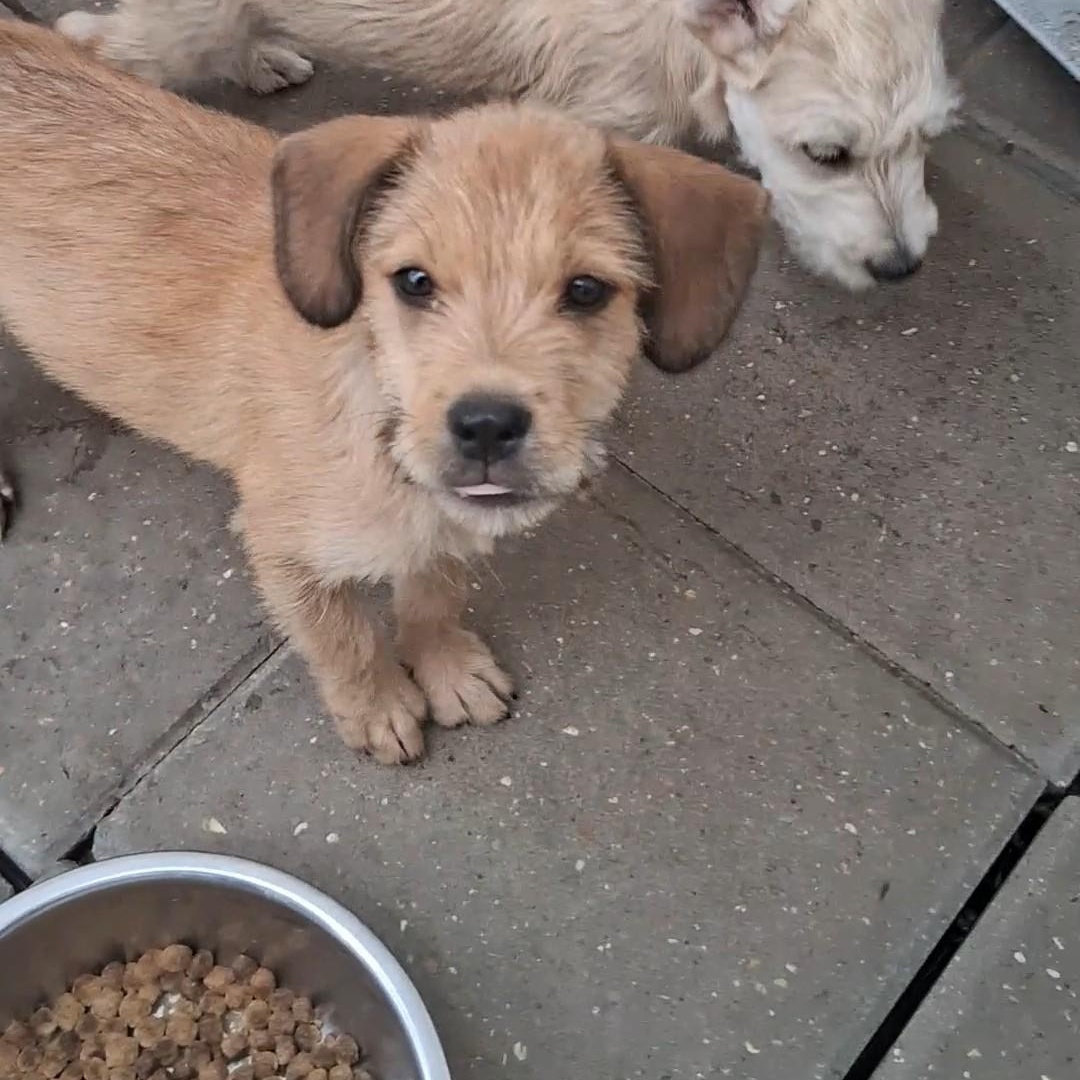 Wally, Adoptable, Puppy Male Mixed Breed.