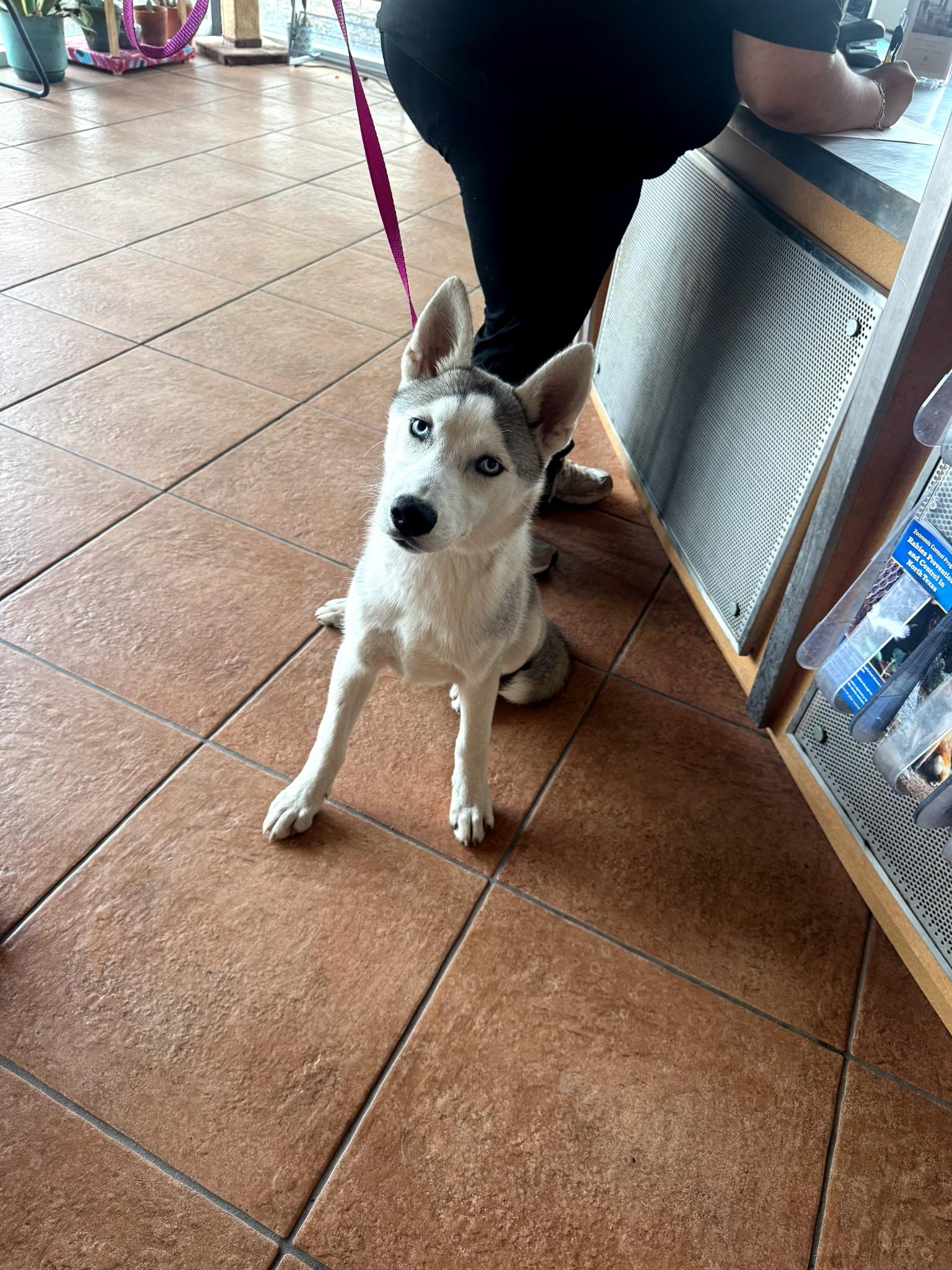 Huck, adopted, Puppy Male Husky.