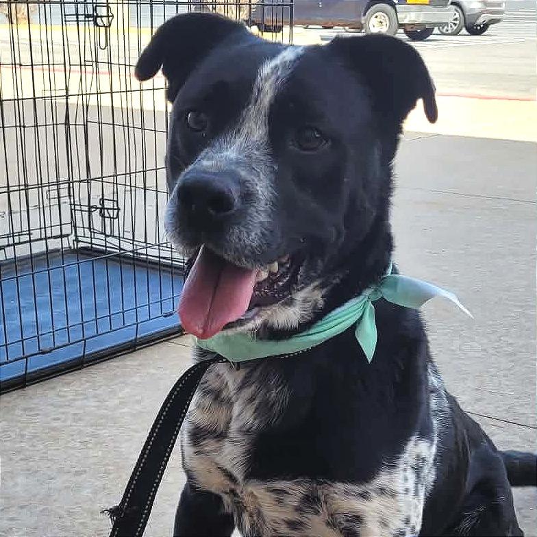 Tyson, Adoptable, Adult Male Australian Cattle Dog / Blue Heeler.