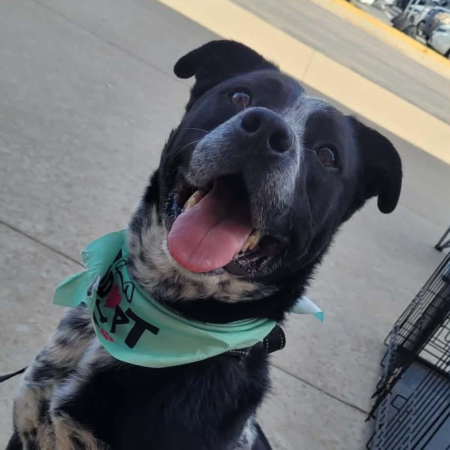 Enlarge Tyson, a Adoptable Australian Cattle Dog / Blue Heeler in Newcastle, OK image 2/3