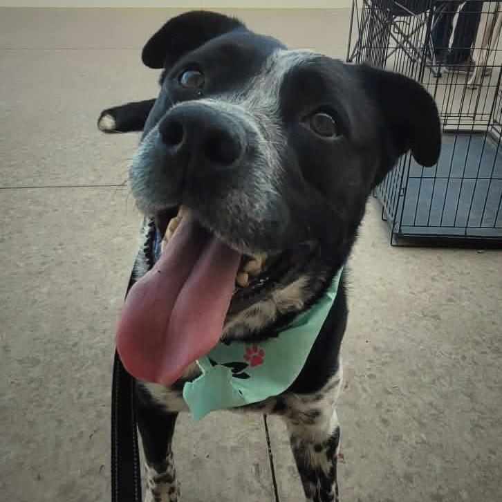 Enlarge Tyson, a Adoptable Australian Cattle Dog / Blue Heeler in Newcastle, OK image 3/3