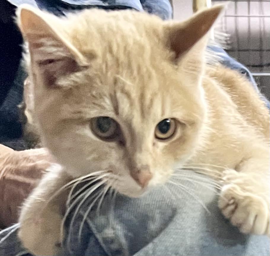 Enlarge Dumpling, an adopted Domestic Short Hair in New Richmond, WI image 1/1