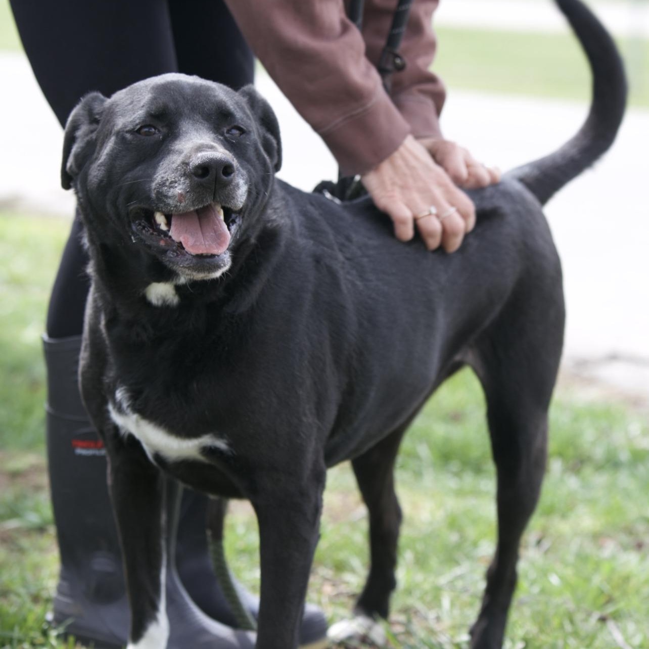 Enlarge Piper, a ADOPTABLE mixed breed in Mount Sterling, KY image 1/1