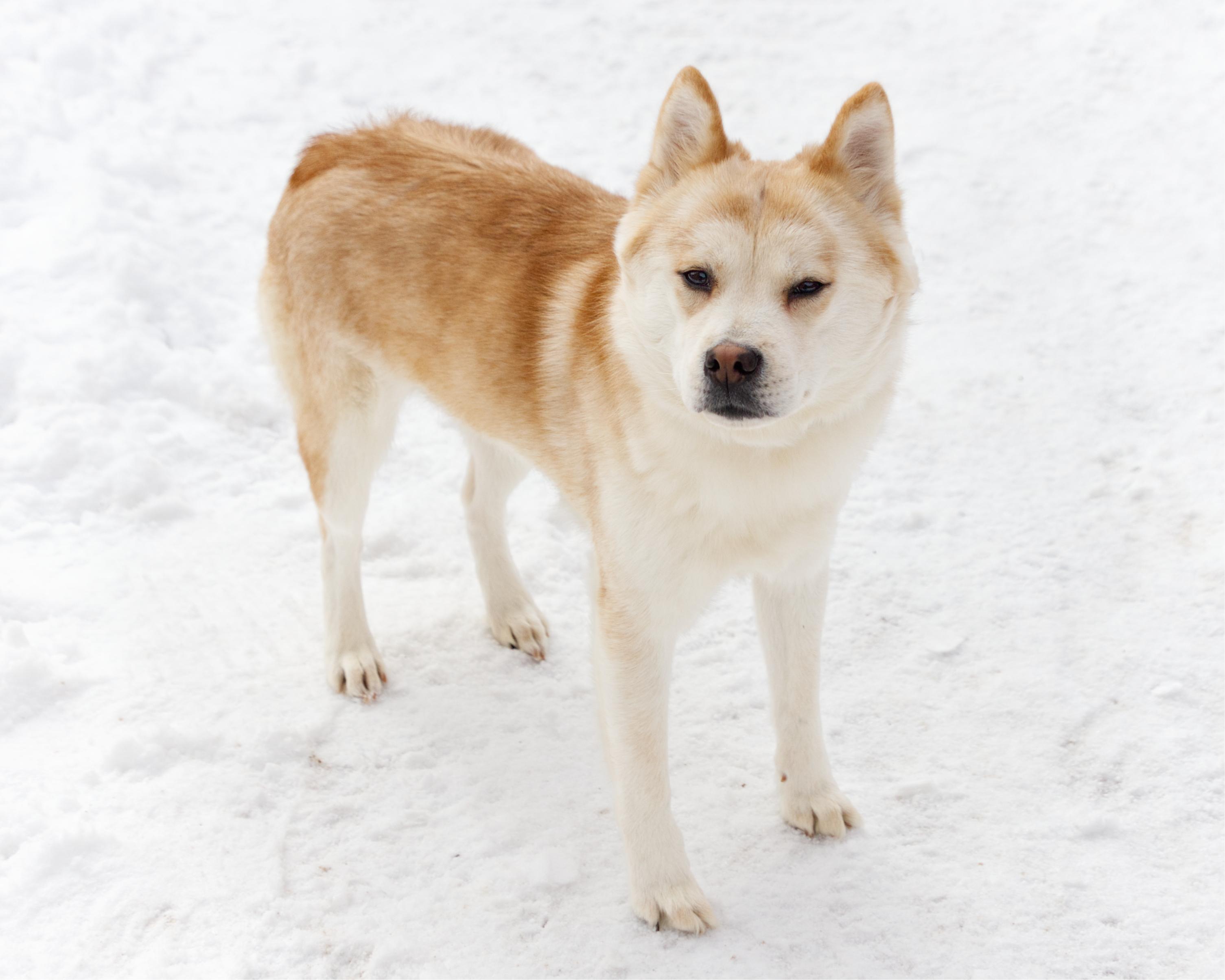 Enlarge Hachi, an adopted mixed breed in Winnipeg, MB image 3/3