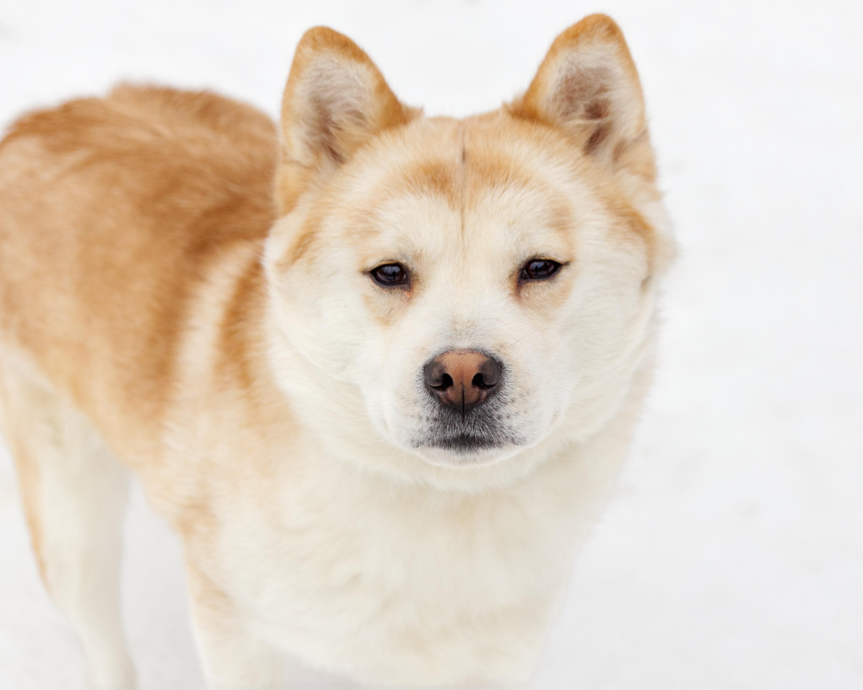 Hachi, adopted, Adult Female Akita.