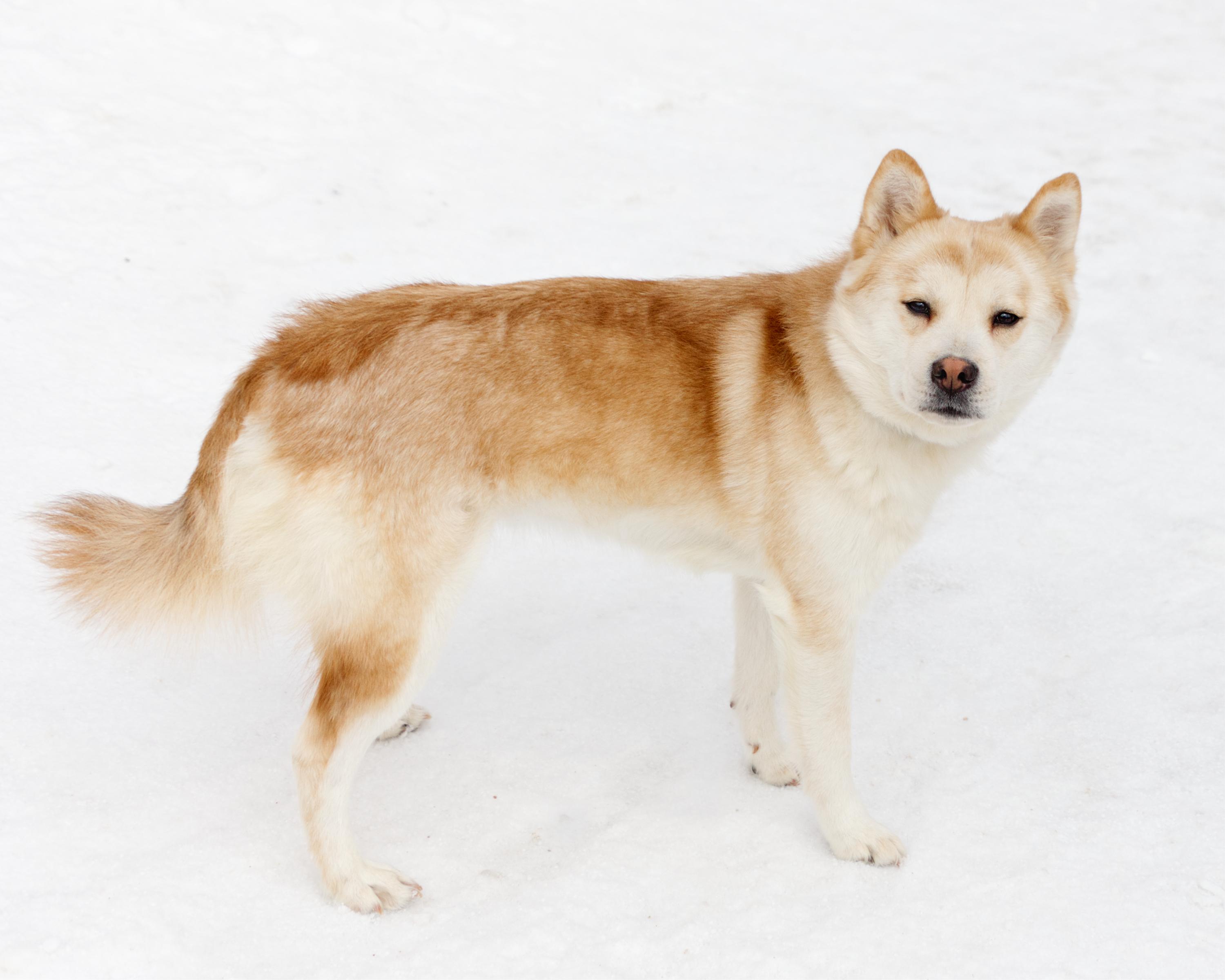 Enlarge Hachi, an adopted mixed breed in Winnipeg, MB image 2/3