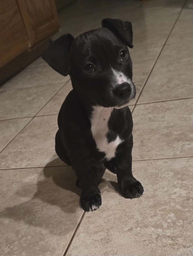 Gabriel, Adoptable, Puppy Male Chihuahua.